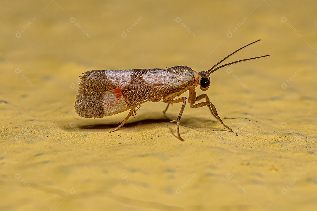 Mariposa adulta do líquen da tribo Lithosiini