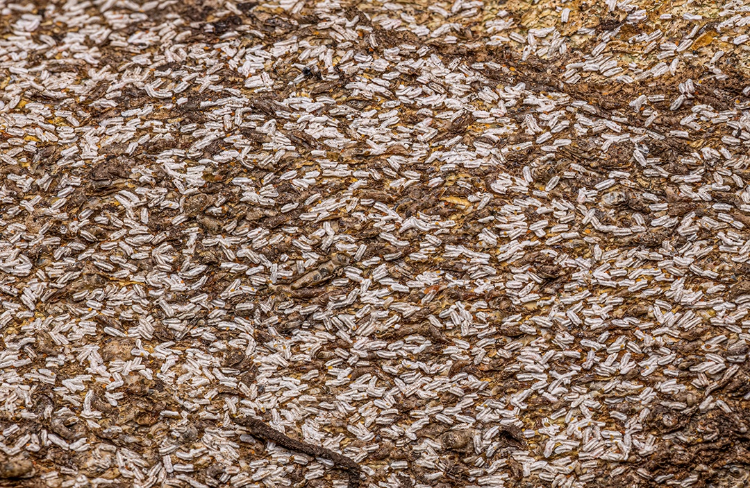 Citrus Snow Scale Inseto da espécie Unaspis citri