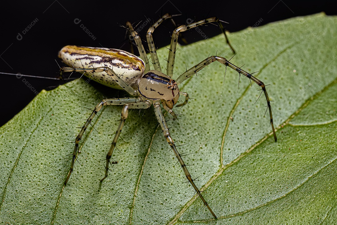 Aranha lince fêmea adulta da espécie Peucetia rubrolineata