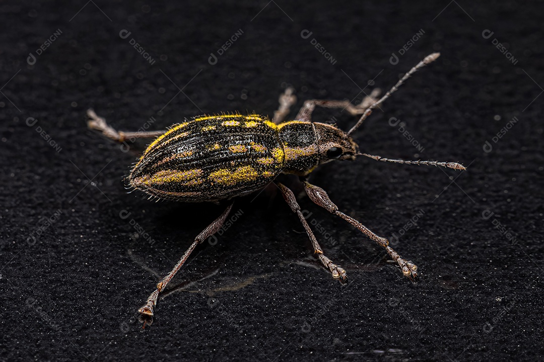 Gorgulho-de-nariz-largo adulto da tribo Naupactini