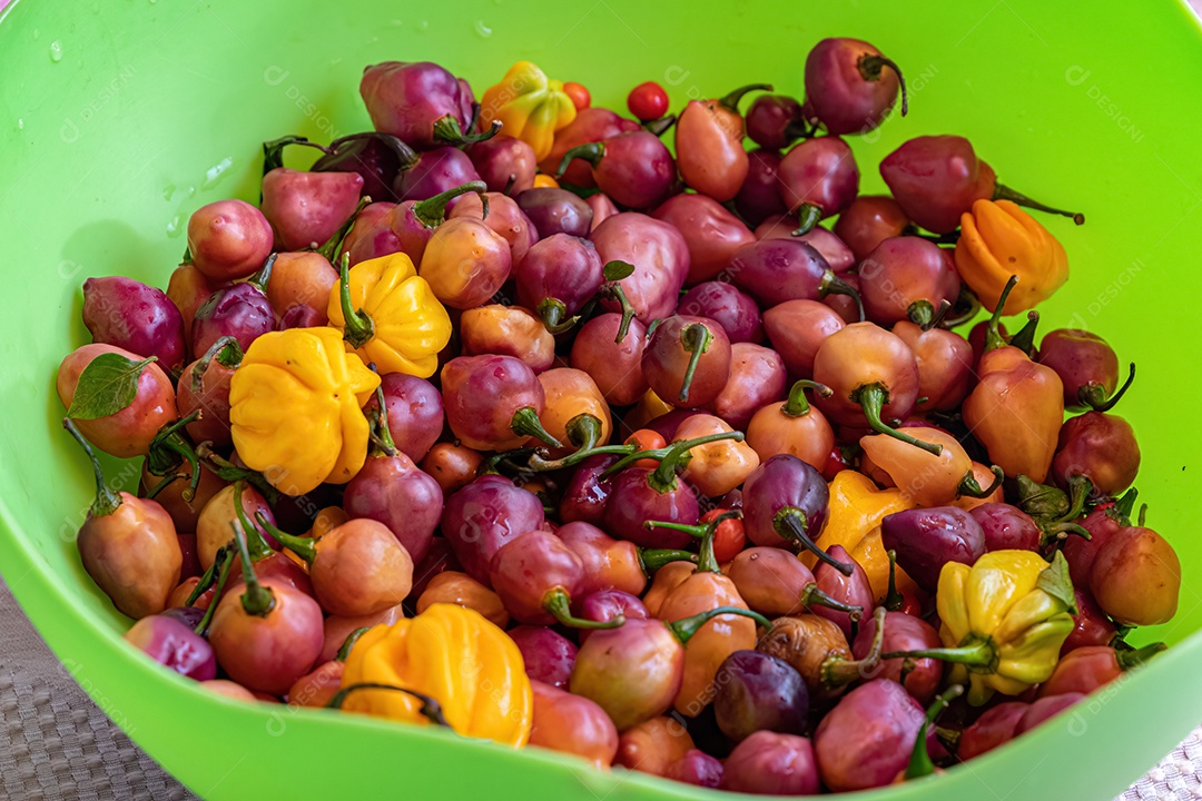 Frutas de pimentas pequenas em uma panela de plástico verde