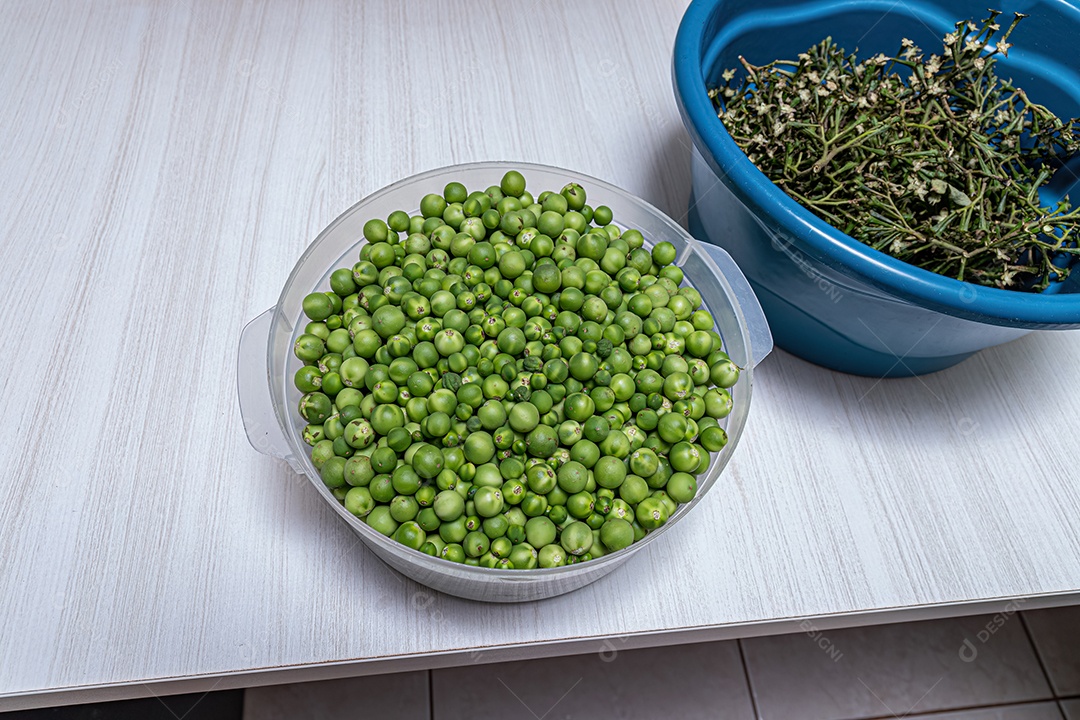 Pequenos frutos verdes de jurubeba coletados em um recipiente