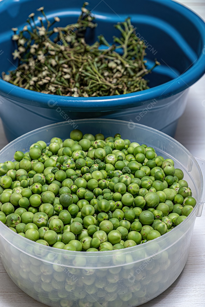 Pequenos frutos verdes de jurubeba coletados em um recipiente.
