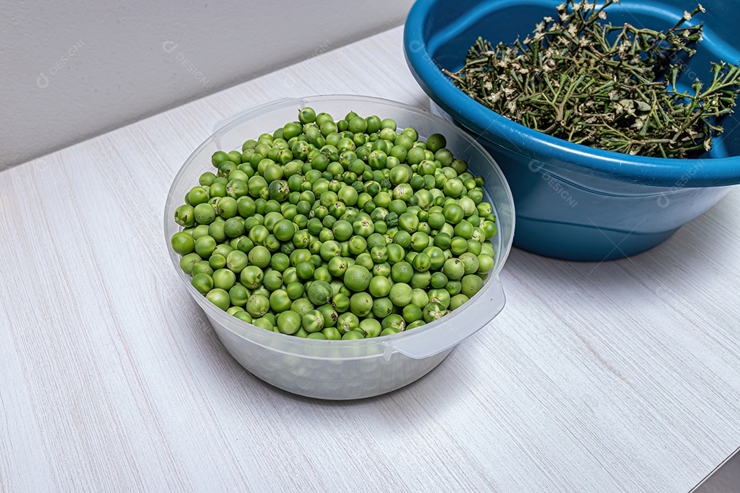 Pequenos frutos verdes de jurubeba coletados em um recipiente.