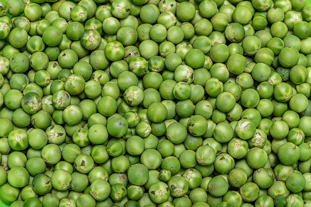 Pequenos frutos verdes de jurubeba coletados em um recipiente.
