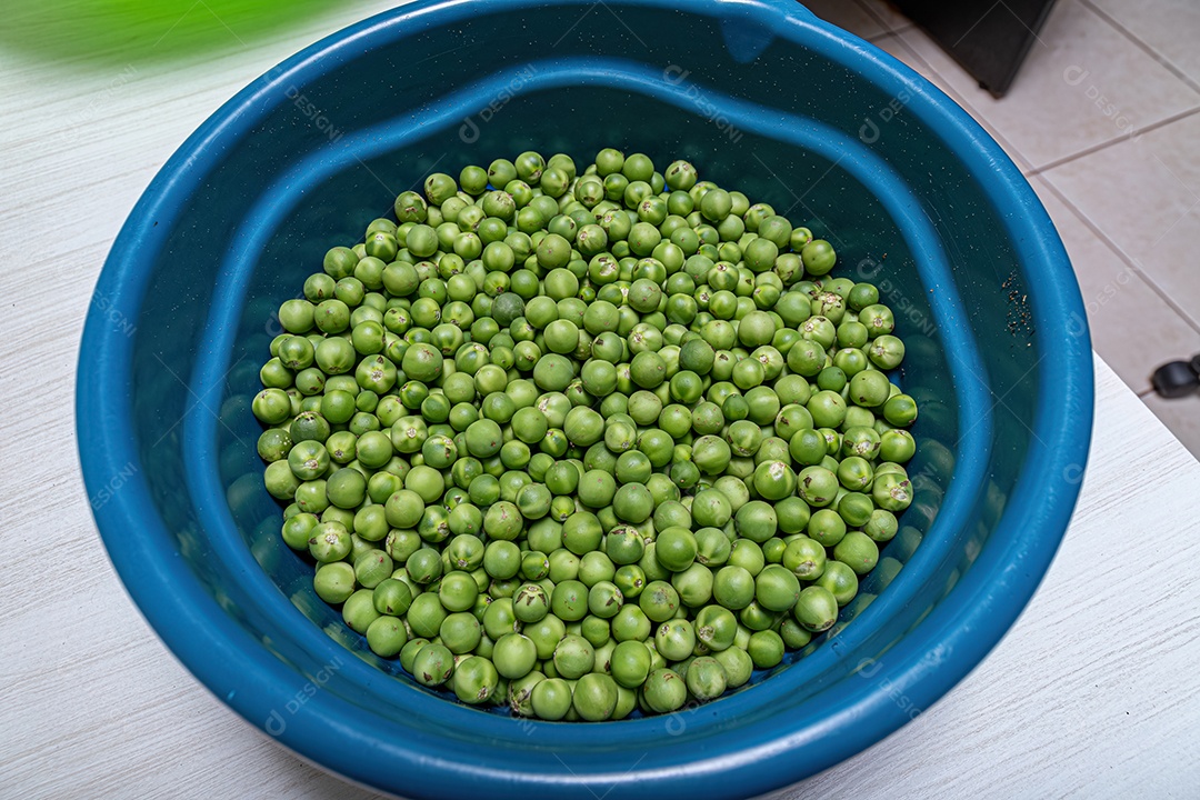 Pequenos frutos verdes de jurubeba coletados em um recipiente.