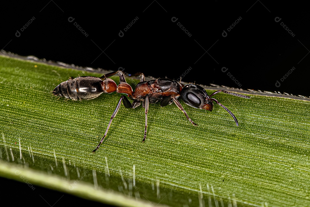 Formiga de galho fêmea adulta do gênero Pseudomyrmex