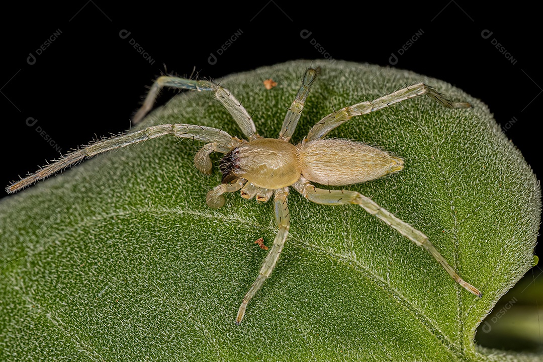 Aranha Fantasma Macho Adulto da Família Anyphaenidae