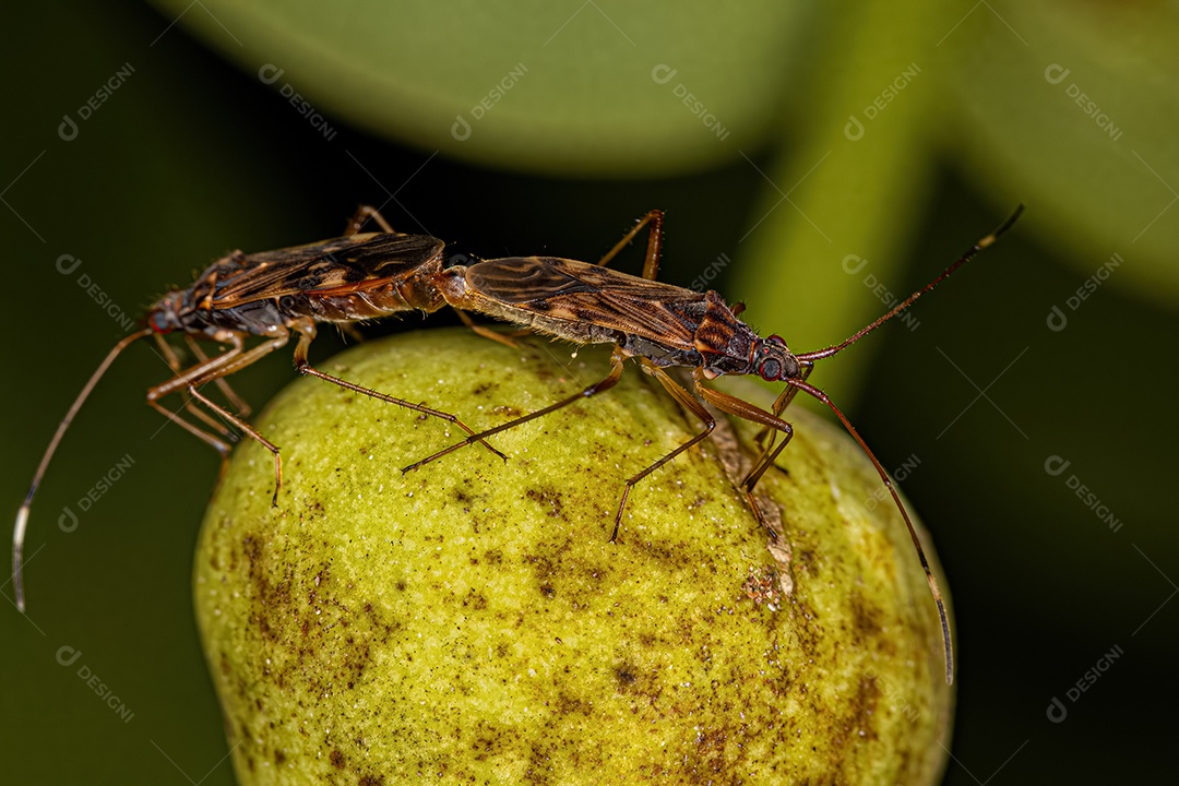 Percevejos de semente cor de sujeira adultos da subfamília Rhyparochrominae