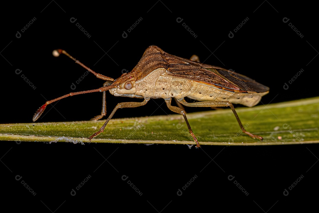 Inseto de cabeça larga adulto da espécie Neomegalotomus parvus