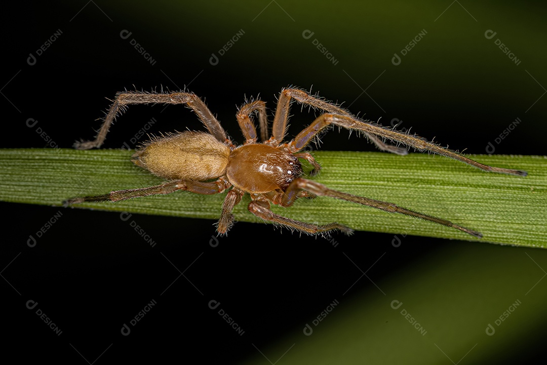 Aranha adulta do saco de pernas longas do gênero Cheiracanthium