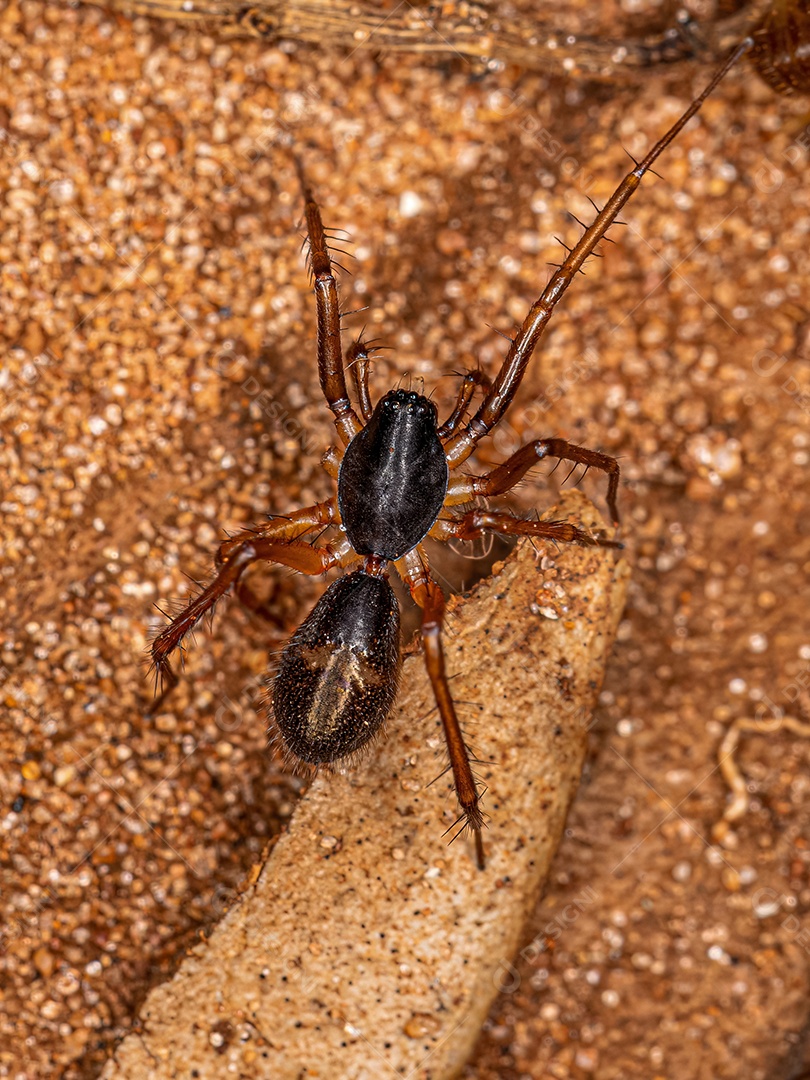 Pequena formiga mimetizadora Saco Aranha da espécie Falconina gracilis