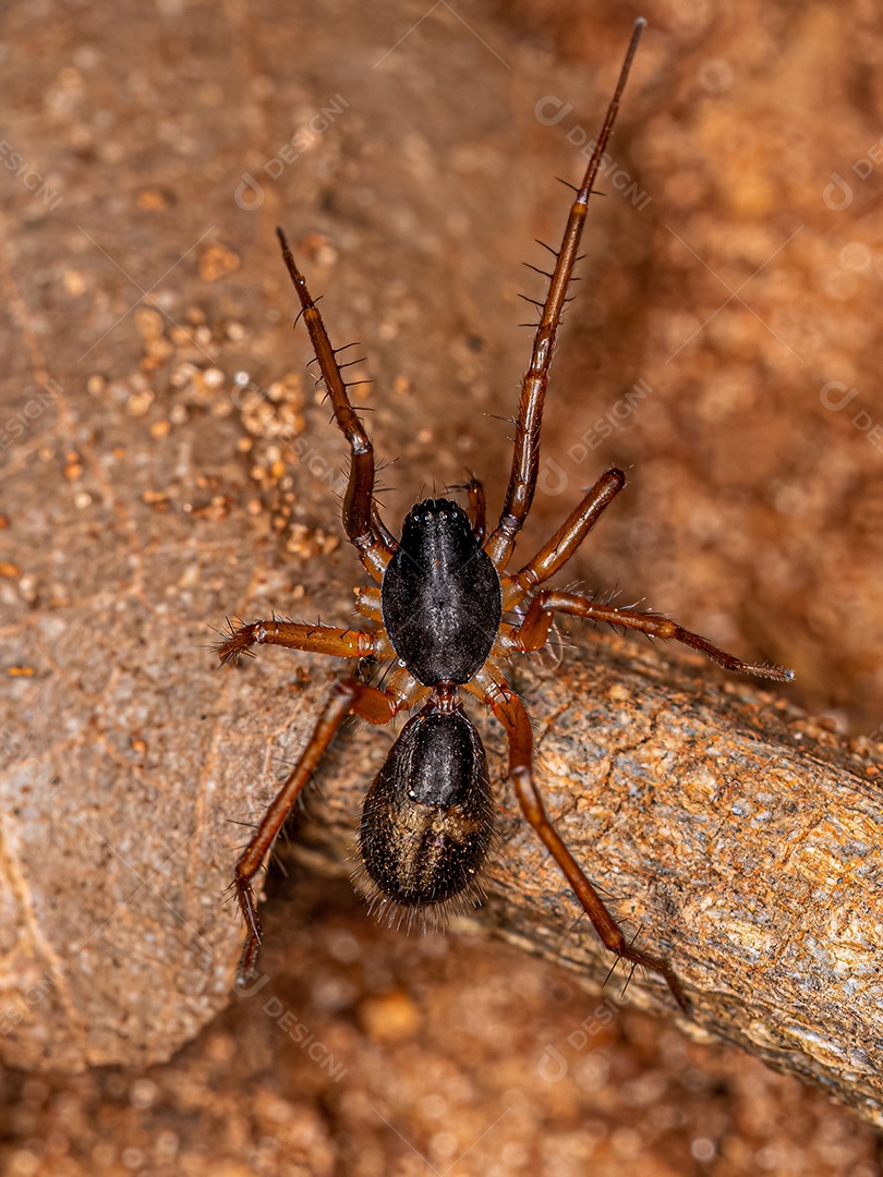 Pequena formiga mimetizadora Saco Aranha da espécie Falconina gracilis