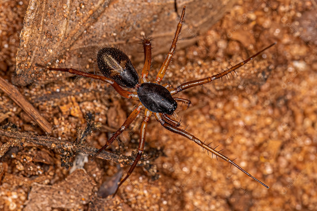 Pequena formiga mimetizadora Saco Aranha da espécie Falconina gracilis