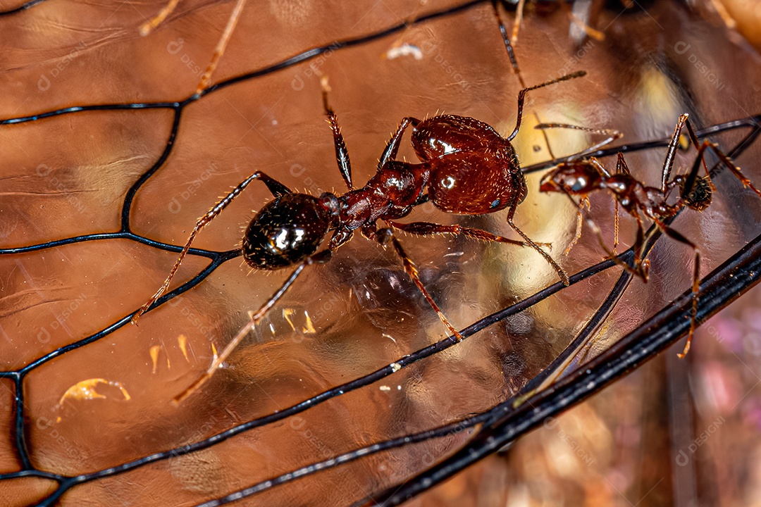 Formigas cabeçudas adultas do gênero Pheidole atacando uma cigarra.