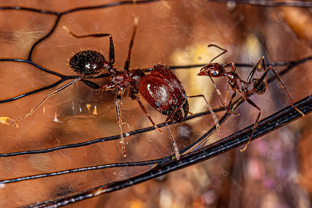 Formigas cabeçudas adultas do gênero Pheidole atacando uma cigarra.