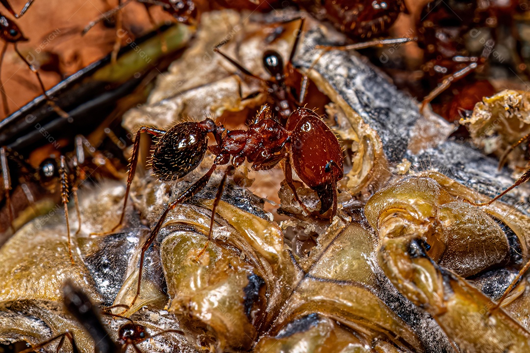 Formigas cabeçudas adultas do gênero Pheidole atacando uma cigarra.