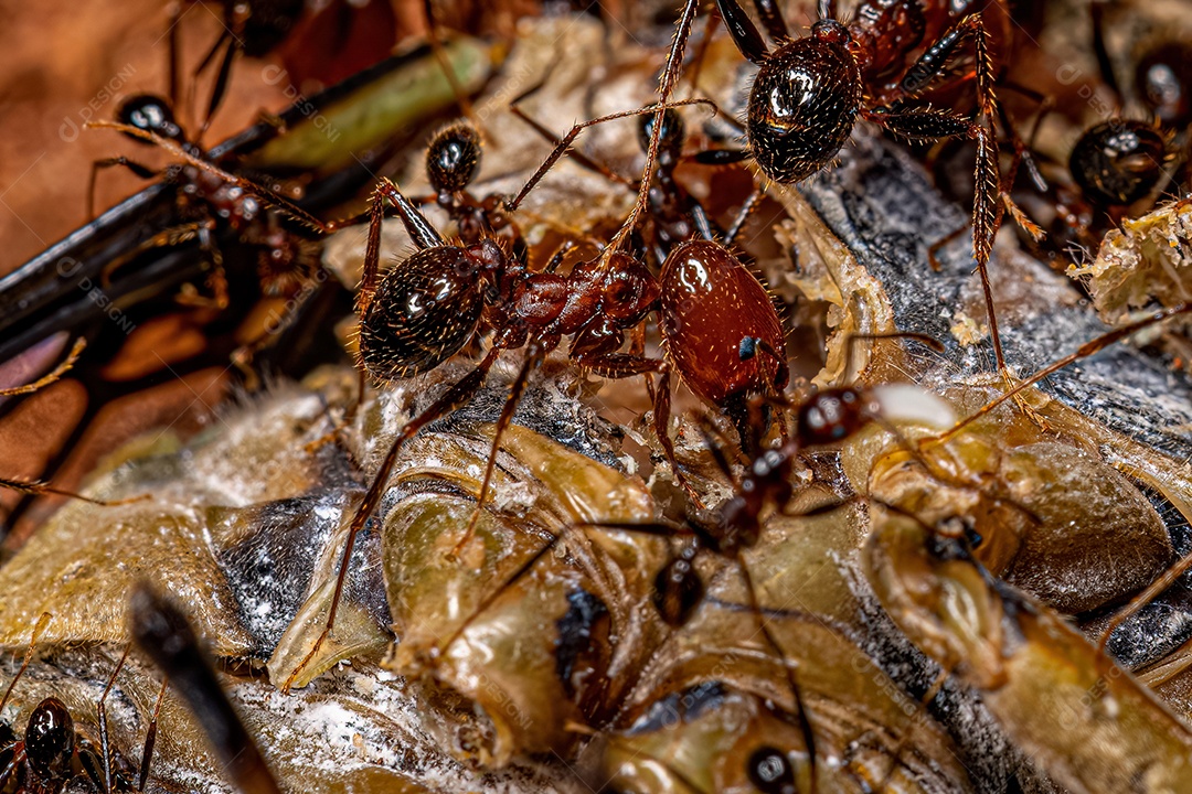 Formigas cabeçudas adultas do gênero Pheidole atacando uma cigarra.