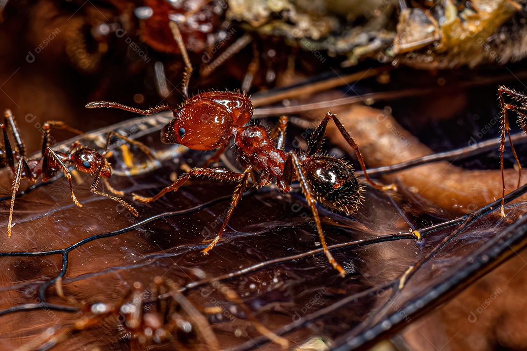 Formigas cabeçudas adultas do gênero Pheidole atacando uma cigarra.