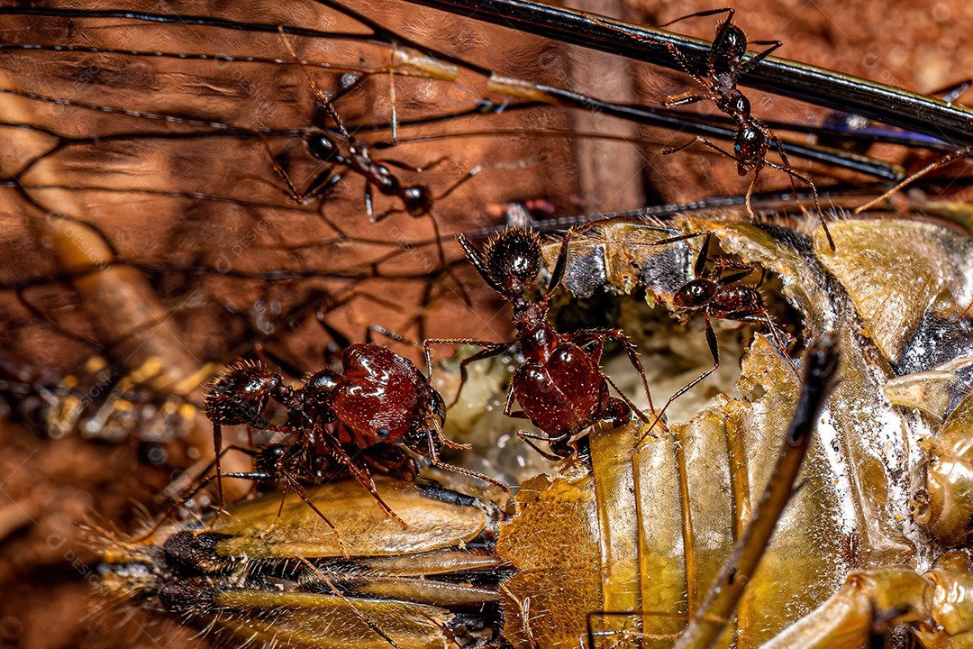 Formigas cabeçudas adultas do gênero Pheidole atacando uma cigarra.