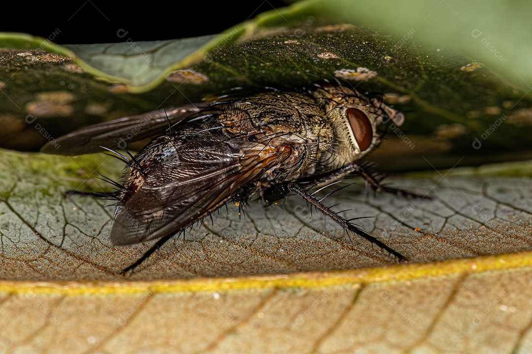 Mosca de cerdas adulta do gênero Peleteria.