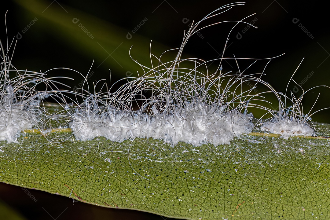 Pequenas moscas-brancas insetos da família Aleyrodidae.