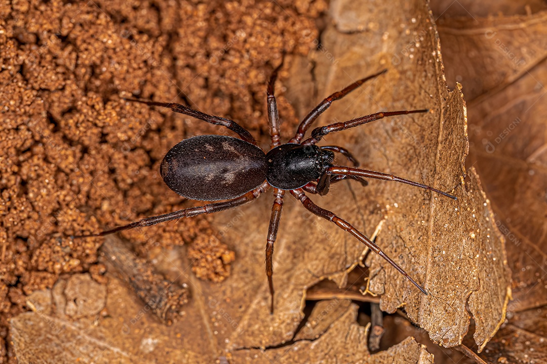 Formiga Fêmea Adulta Imitadora de Saco Aranha da espécie Falconina gracilis.