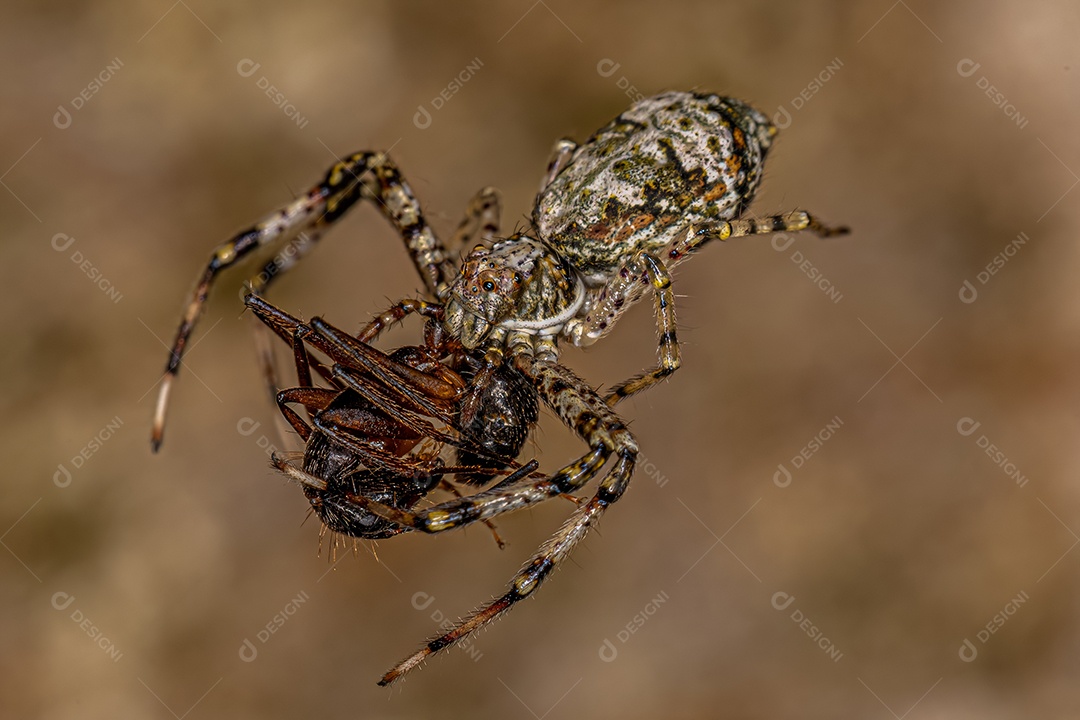 Aranha caranguejo fêmea adulta do gênero Titidius atacando uma formiga carpinteira fêmea adulta do gênero Camponotus.