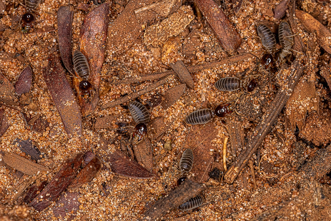 Cupins superiores adultos do gênero Ruptitermes.