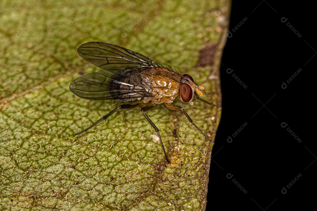 Mosca muscóide adulta da família Família Muscidae.