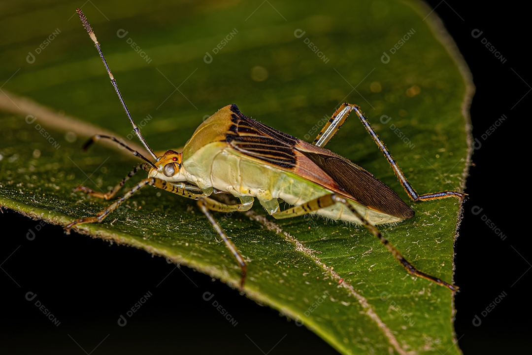 Inseto adulto da espécie Hypselonotus fulvus.