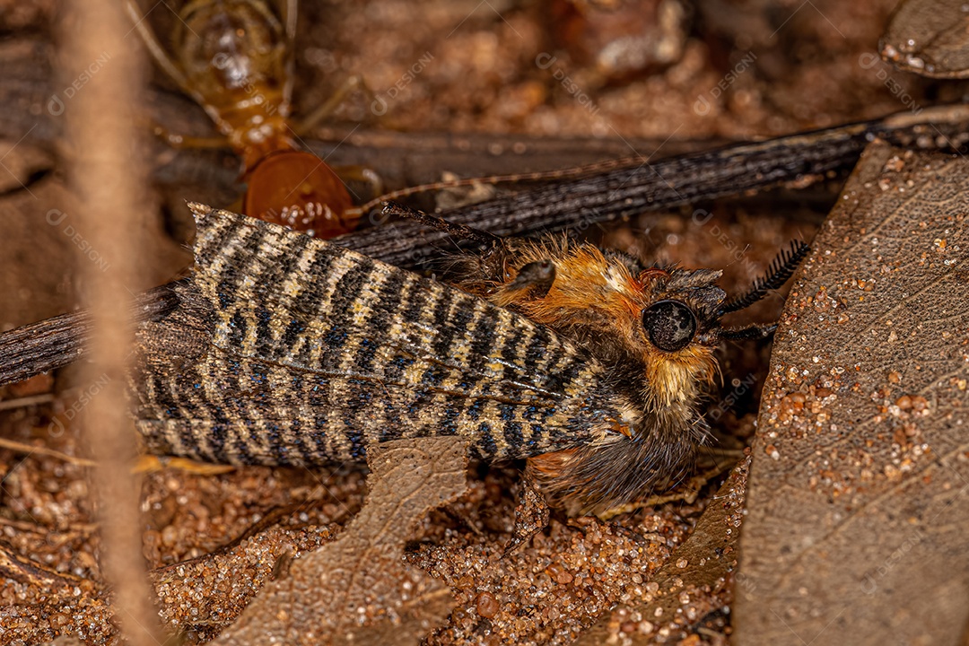 Mariposa adulta morta da espécie Graphelysia strigillata.