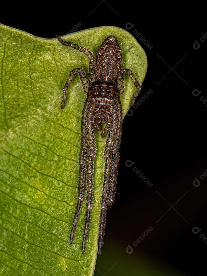 Adulto Polvo Caranguejo Aranha do Gênero Tmarus.