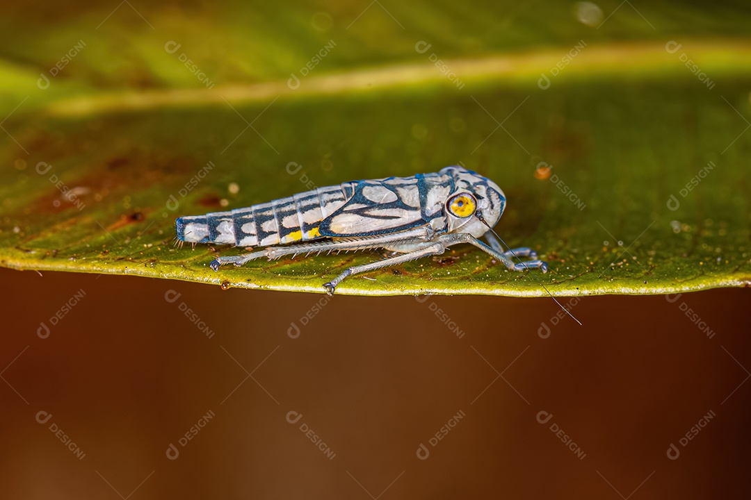 Ninfa pequena cigarrinha típica da família Cicadellidae.