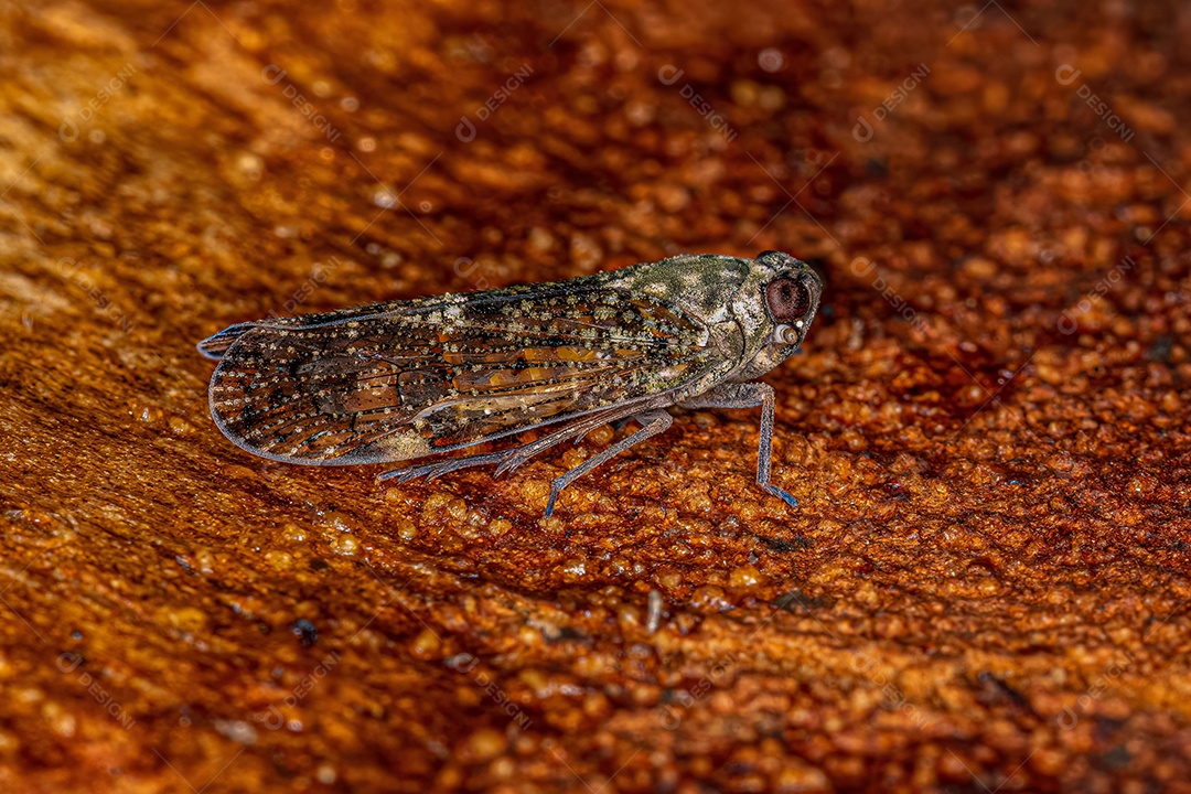 Inseto Cigarrinha Adulto Pequeno do Gênero Mnemosyne.