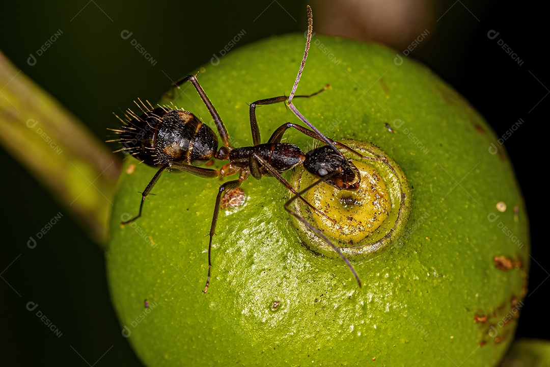 Formiga-carpinteira fêmea adulta da espécie Camponotus sexguttatus.