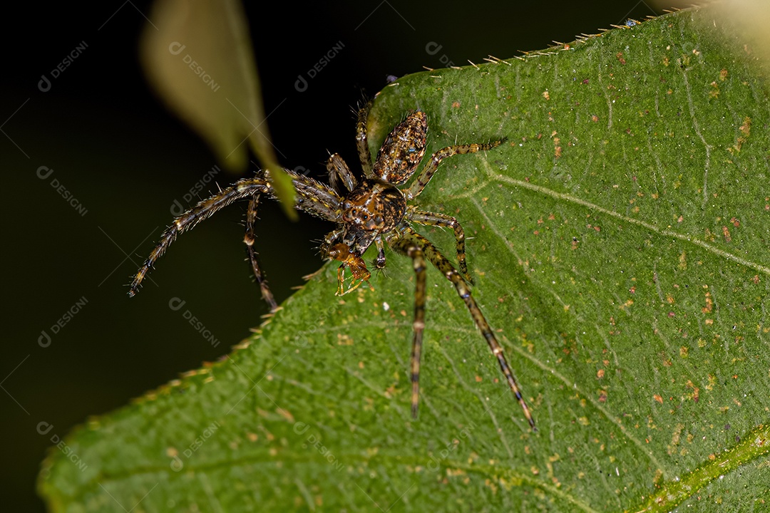 Adulto Polvo Caranguejo Aranha do Gênero Tmarus.