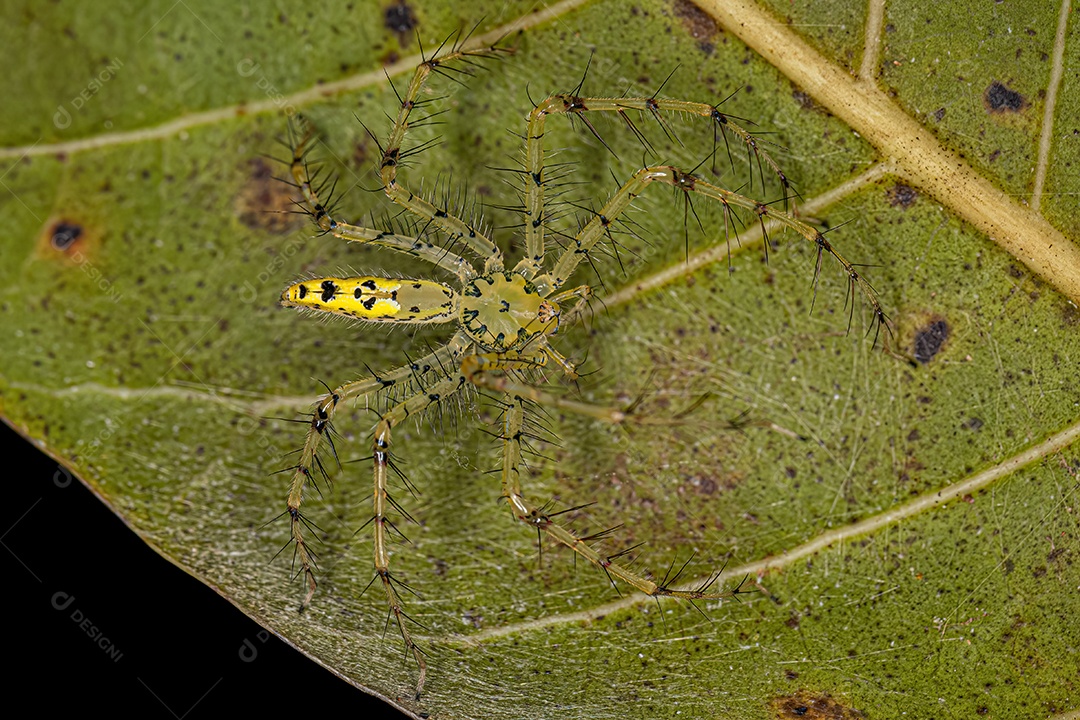 Aranha lince fêmea adulta do gênero Schaenicoscelis.