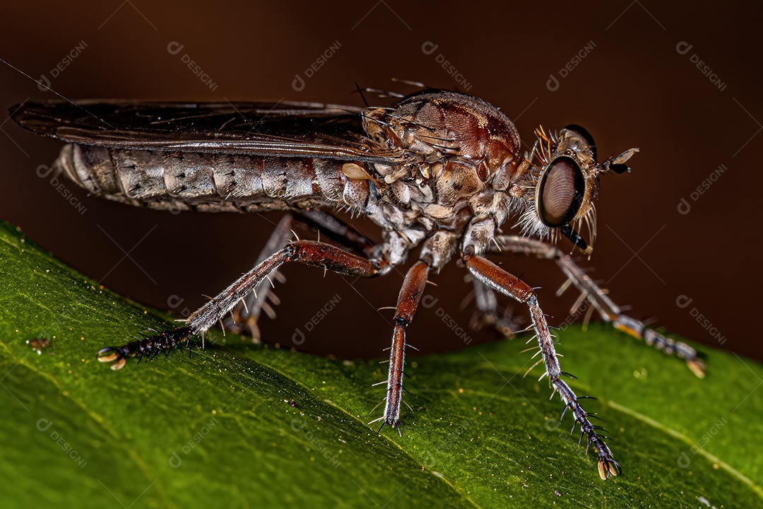 Mosca ladrão adulta da tribo Laphystiini.