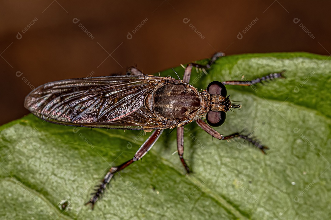 Mosca ladrão adulta da tribo Laphystiini.