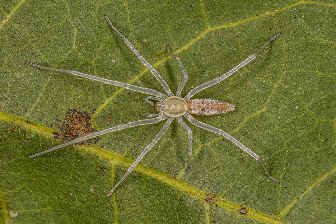 Pequena aranha fantasma da família Anyphaenidae.