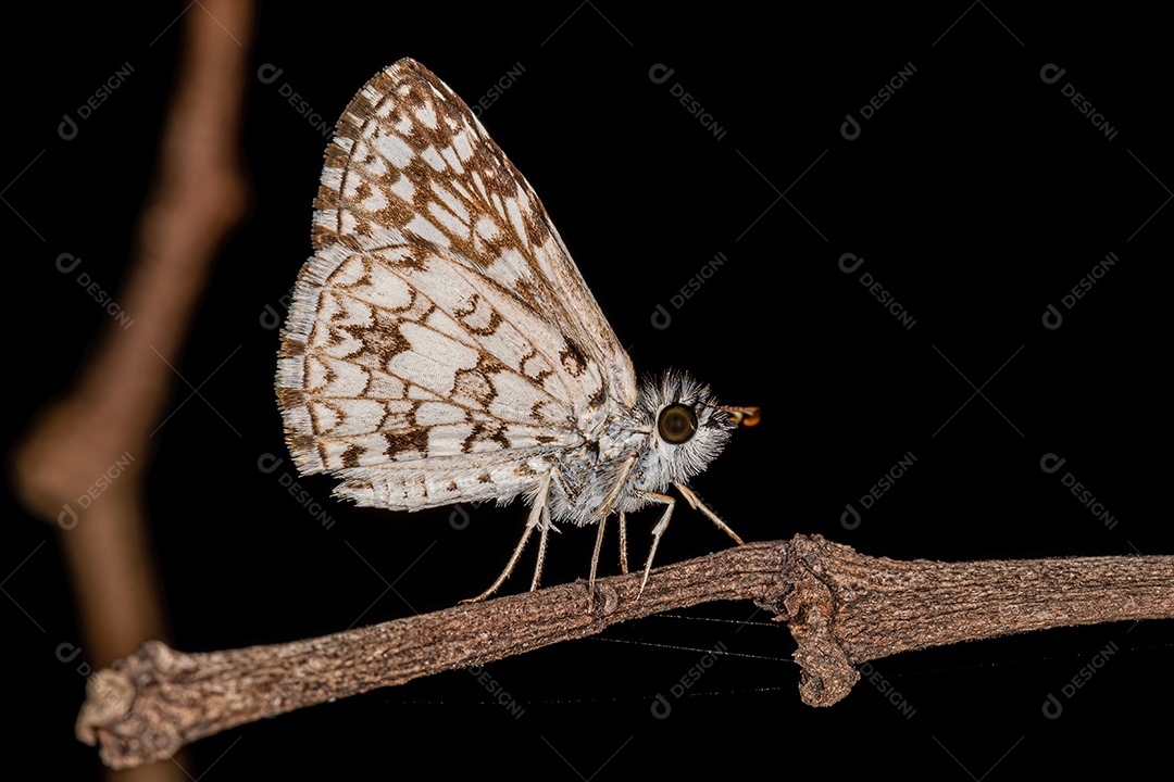 Inseto mariposa adulto Orcus Checkered-Skipper da espécie Burnsius orcus.