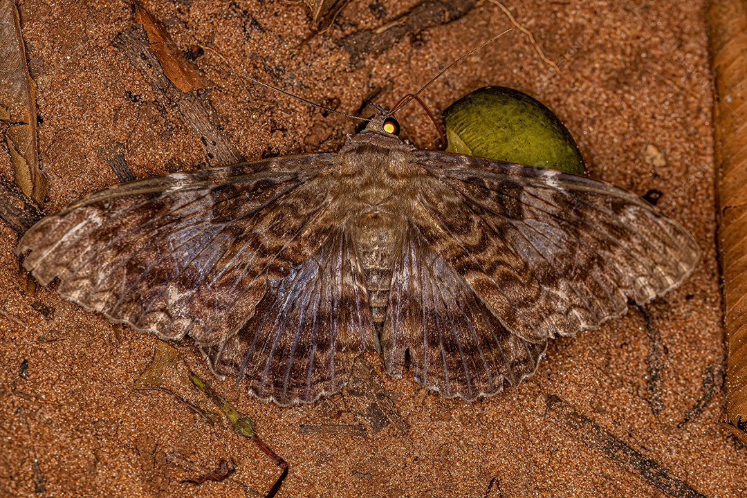 Inseto mariposa adulto do gênero Letis.