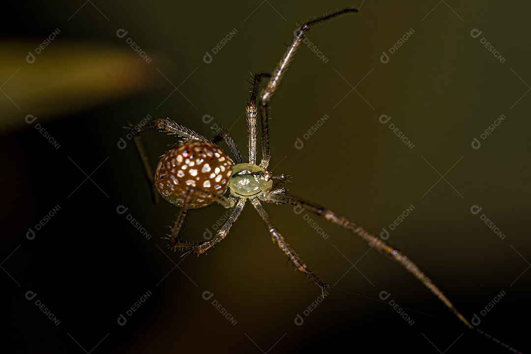 Pequena aranha bola de espelhos do gênero Thwaitesia.