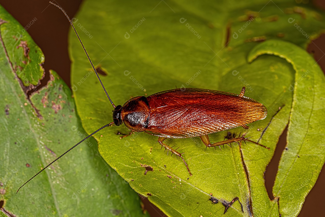 Barata de madeira adulta da família Ectobiidae.