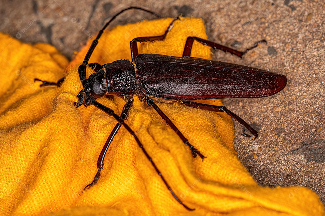Besouro Prionídeo gigante adulto do gênero Ctenoscelis.