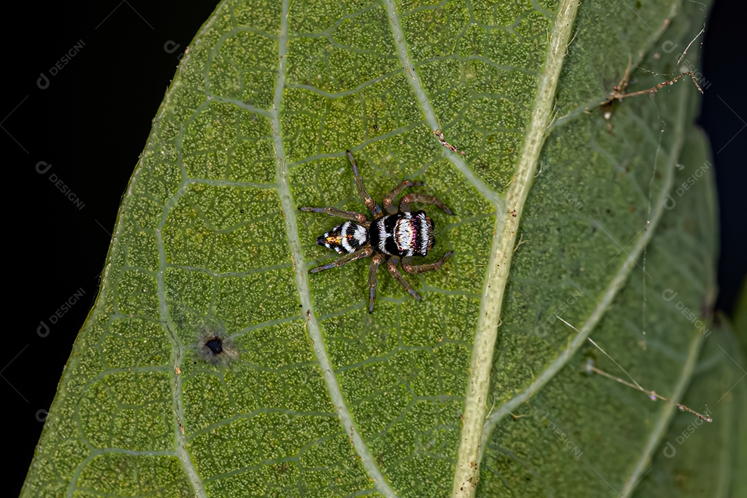 Pequena aranha saltadora da espécie Philira micans.