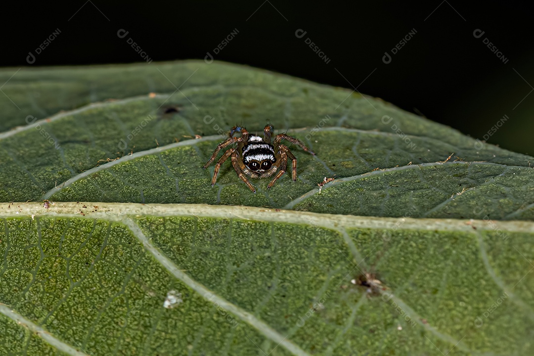 Pequena aranha saltadora da espécie Philira micans.