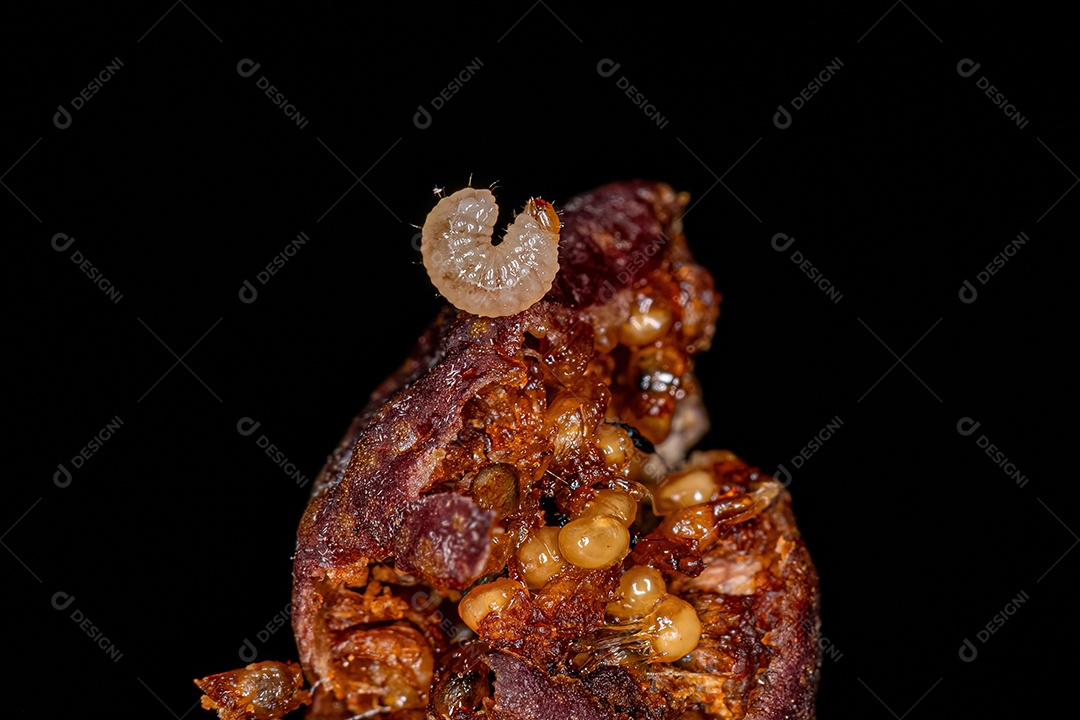 Larva de besouro gorgulho verdadeiro da família Curculionidae.