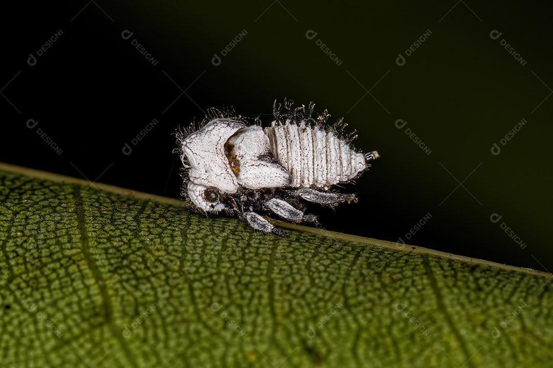 Típica ninfa de cigarrinhas da família Membracidae.